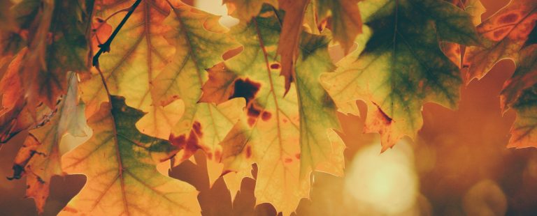 Autumn Colours