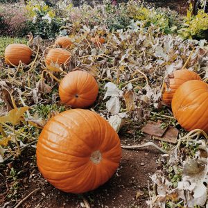 Pumpkins