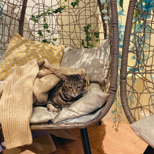 Maison De Moggy