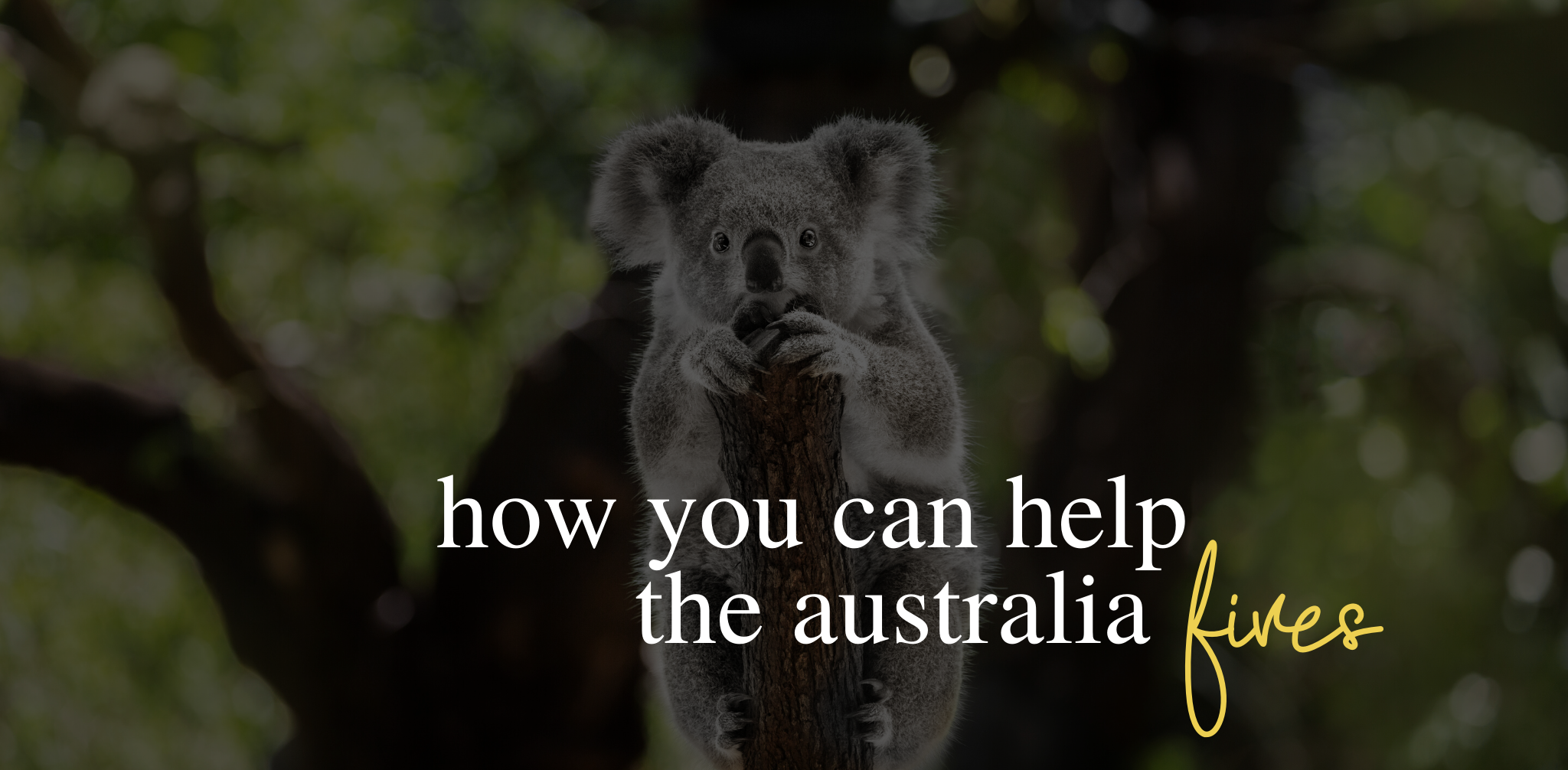 How you can help the Australia fires