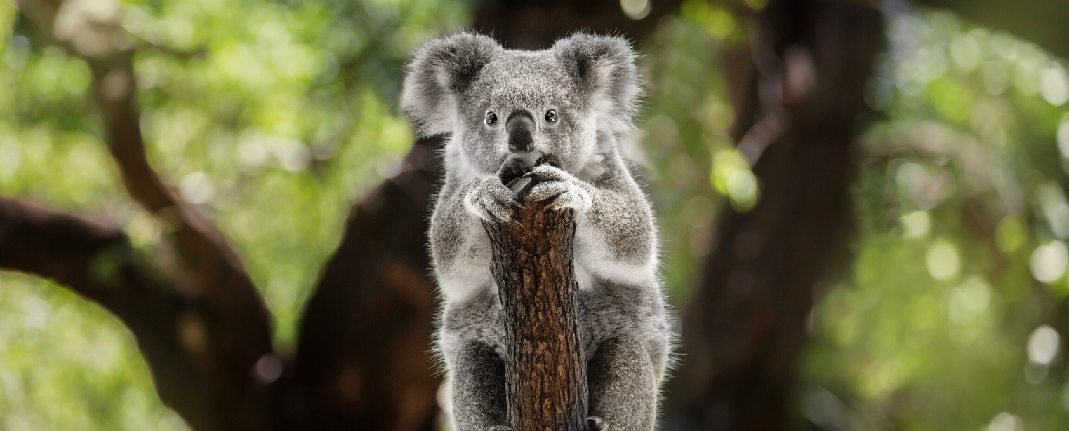How you can help the Australia fires